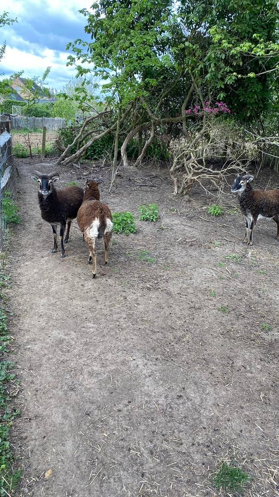 3 gezonde SOAY ooien, Animaux & Accessoires, Moutons, Chèvres & Cochons, Femelle, Mouton, 0 à 2 ans