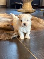 Maltezer pups, België, Maltezer, 8 tot 15 weken, Parvo