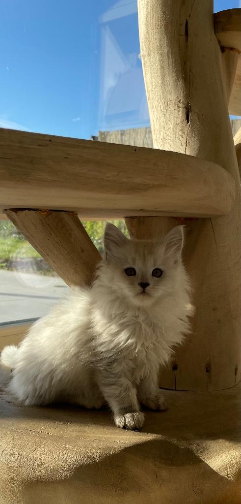 Maine Coon kittens, Animaux & Accessoires, Chats & Chatons | Chats de race | Poil long, Plusieurs animaux, 0 à 2 ans, Avec puce électronique