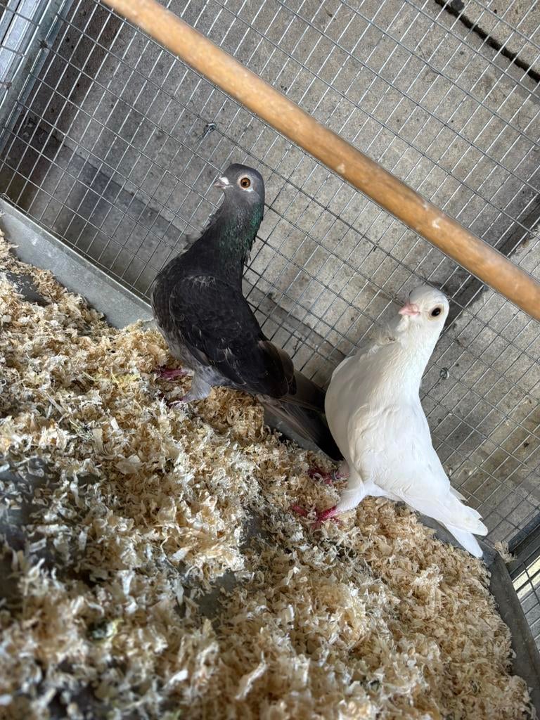 figurita koppel (lokkertjes), Meerdere dieren, Overige soorten