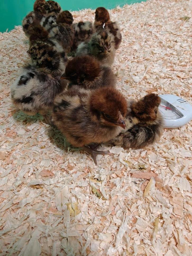 Goudbrakel kuikens te koop, Animaux & Accessoires, Volatiles, Poule ou poulet, Sexe inconnu