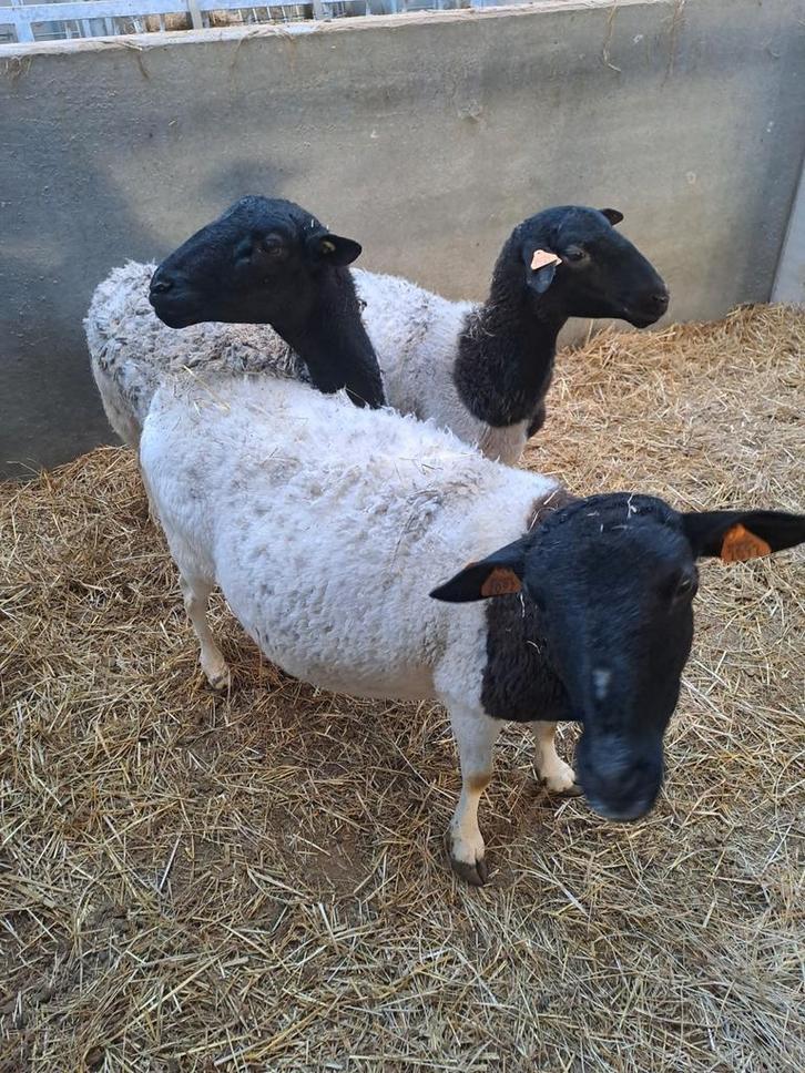 Dorper ooien, Animaux & Accessoires, Moutons, Chèvres & Cochons, Mouton, Femelle