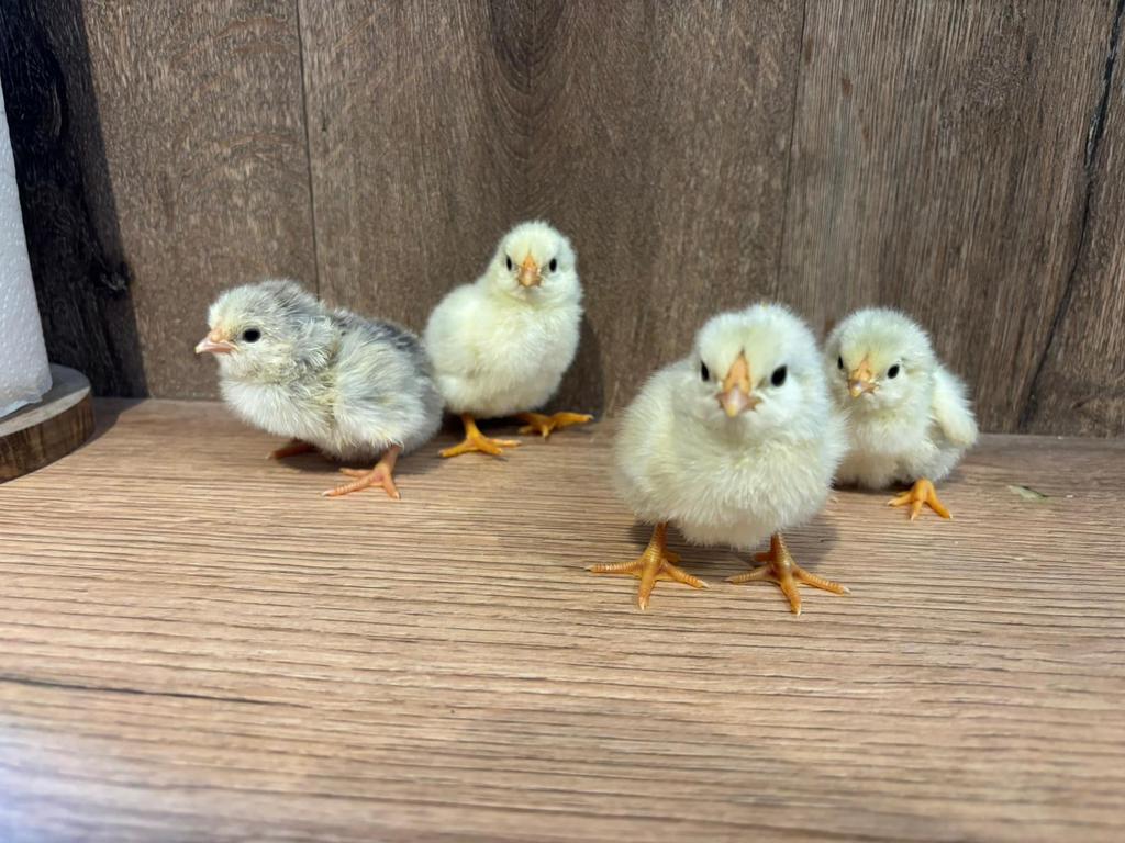 Wyandotte kuikens kriel