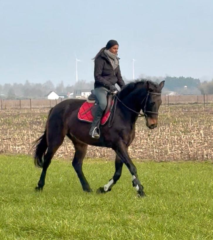 Cheval en cuir cool, Animaux & Accessoires, Chevaux, Jument, M