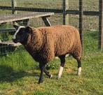 Zwartbles schaap ram 1 jaar, Mouton