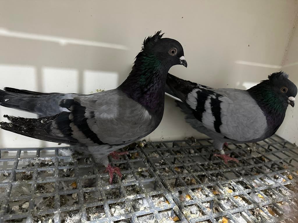 Duiven hoogevlieger serbische, Dieren en Toebehoren, Vogels | Duiven