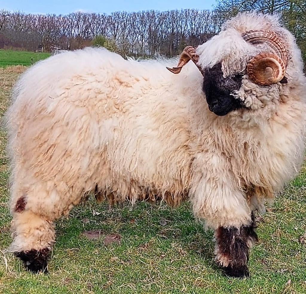 Walliser schwarznase ram, Mâle, Mouton, 3 à 5 ans