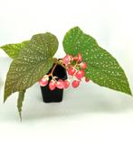 Stekjes van verschillende kamerplanten, Huis en Inrichting, Kamerplanten, Ophalen