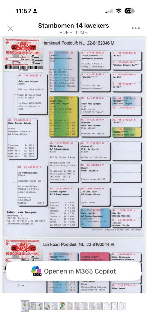 Duiven te koop wegens stopzetting, Meerdere dieren, Postduif