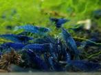 Blauwe neocaridina garnalen, Dieren en Toebehoren
