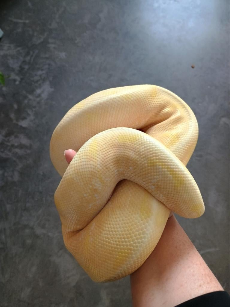 Ball python man prijs inclusief terrarium, ook los te koop, Serpent, Avec terrarium, 3 à 6 ans