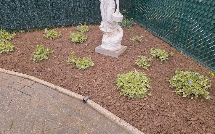 Snelgroeiende bodembedekker planten, Jardin & Terrasse, Plantes | Jardin, Couvre-sol, Enlèvement