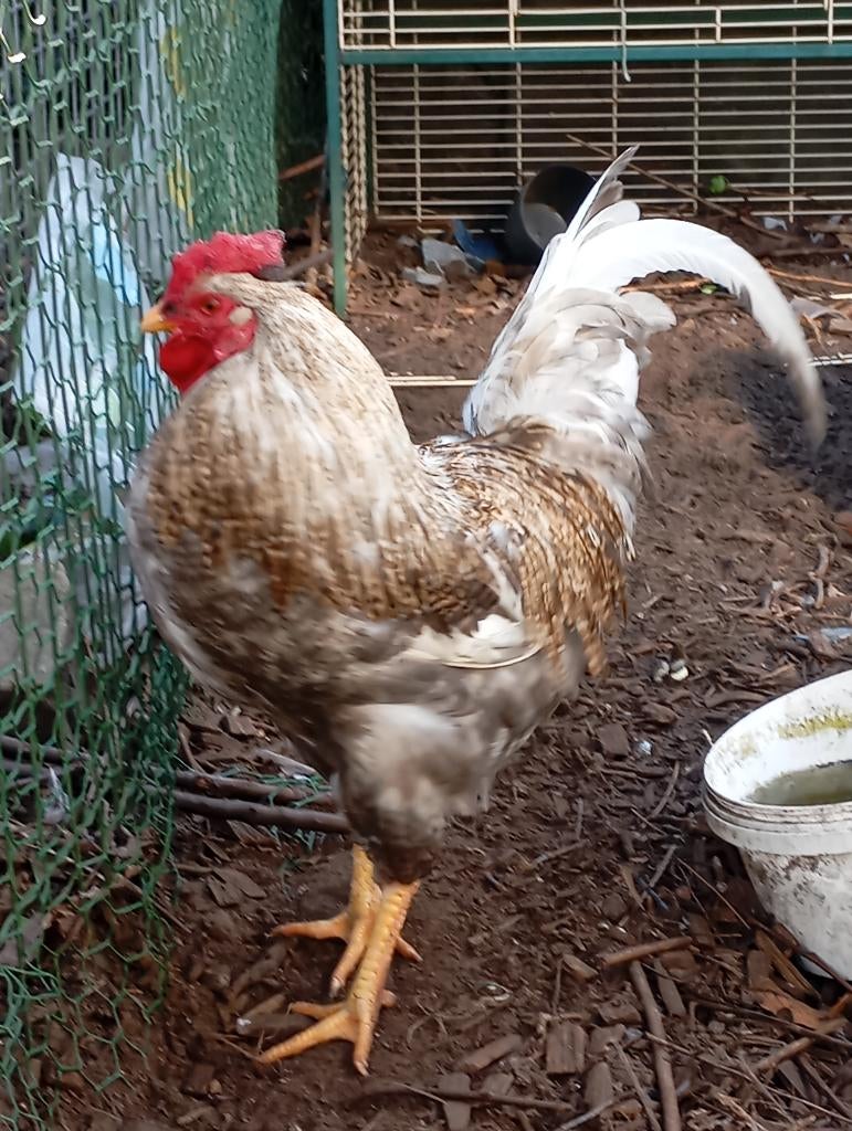 Cream legbar haan, Dieren en Toebehoren, Pluimvee, Mannelijk, Kip