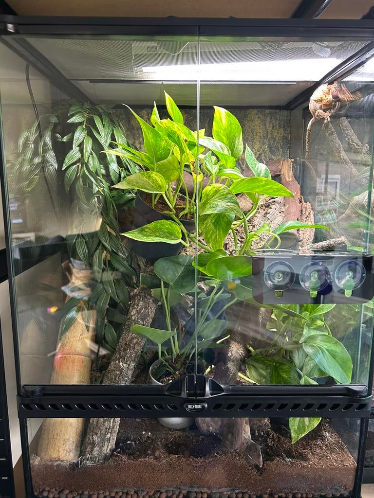 Exe terra terrarium + wimpergekko, Animaux & Accessoires, Avec terrarium, 0 à 2 ans