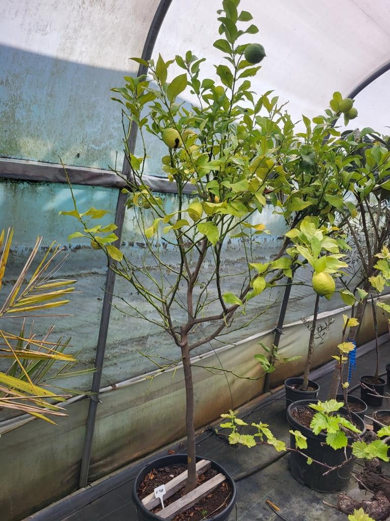 Citronnier, hauteur 1m50, Jardin & Terrasse, Plantes | Arbres fruitiers, Citronnier, Enlèvement