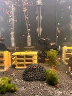 Rode garnalen, Dieren en Toebehoren