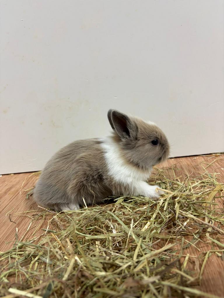 Konijntjes, Meerdere dieren, Klein, 0 tot 2 jaar