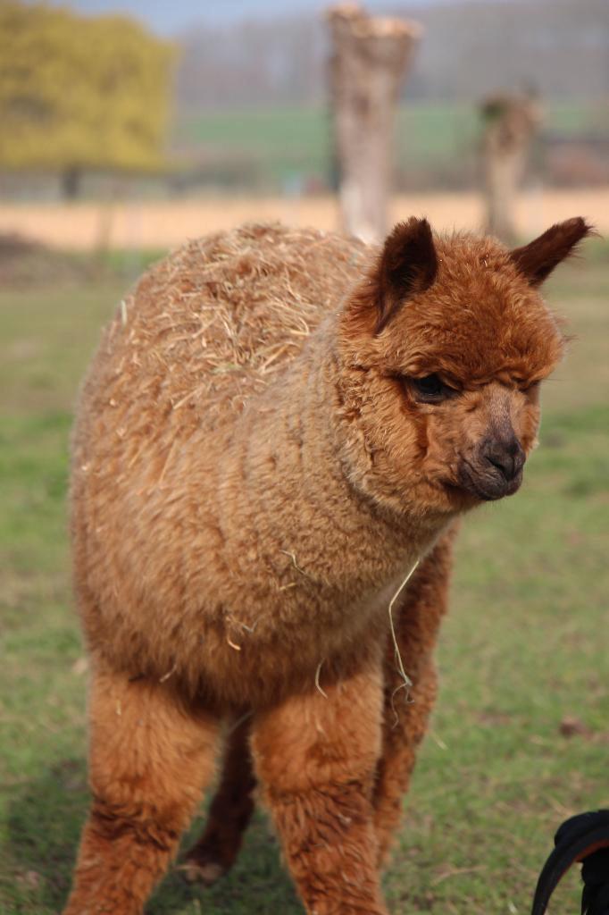 Alpaca merrie veulens, Dieren en Toebehoren, Overige Dieren, Vrouwelijk, Juni
