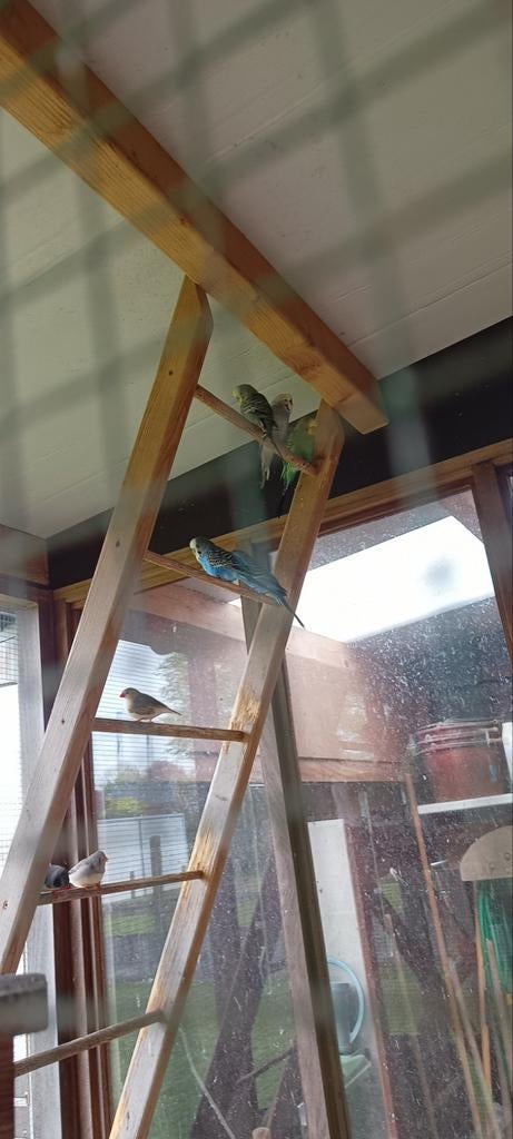 6 grasparkieten, Offres d'emploi, Emplois | Bâtiment