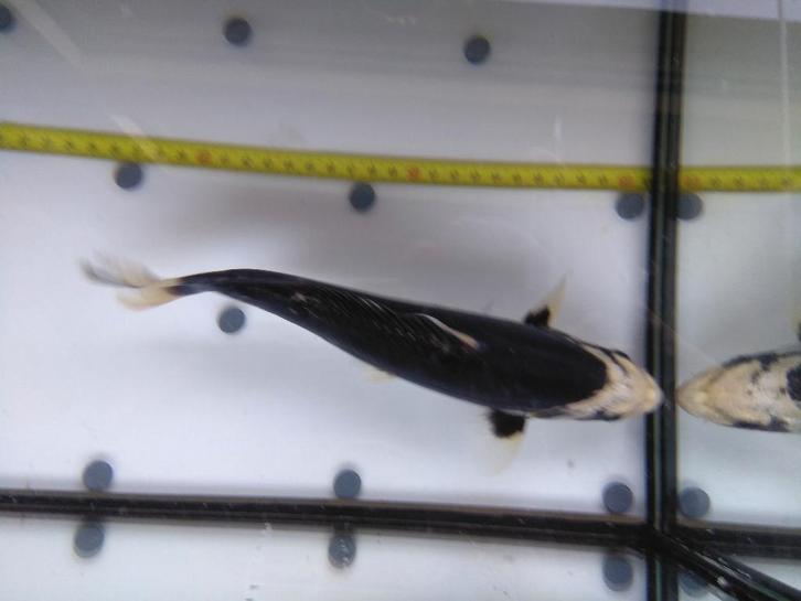 japanse koi's, Dieren en Toebehoren, Vissen | Vijvervissen