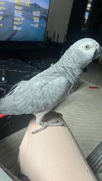 Perroquet - Gris du gabon, Ophalen