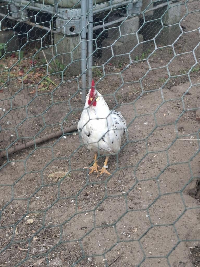 Bonte leghorn haan, Animaux & Accessoires, Volatiles