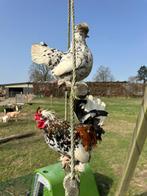 Sierkippen, Sexe inconnu, Poule ou poulet