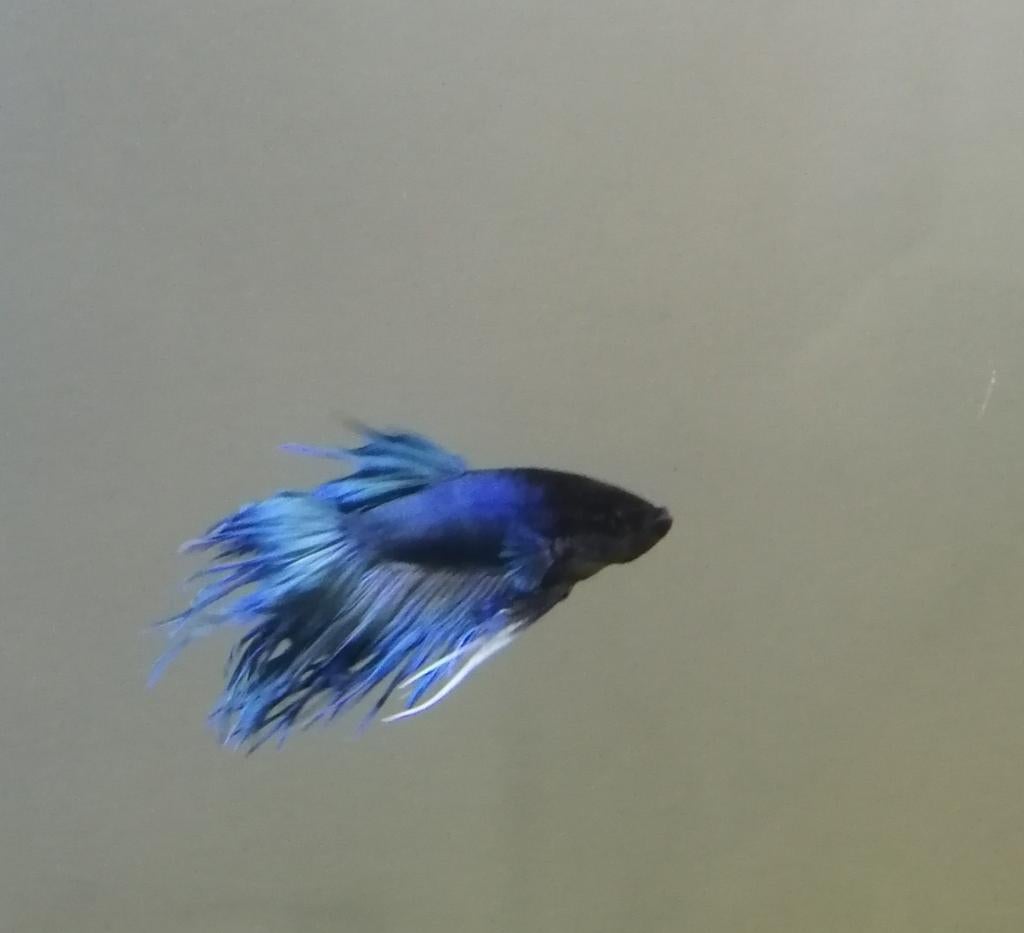Betta