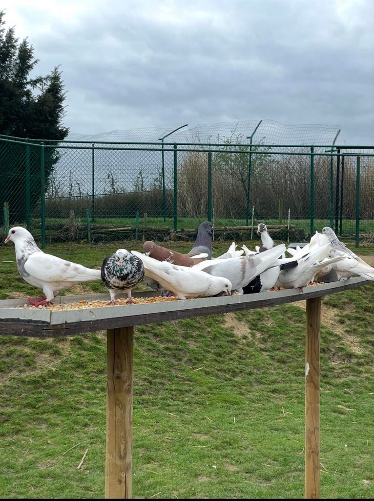 Birmingham Roller duiven, Animaux & Accessoires, Plusieurs animaux, Pigeon culbutant ou Roller