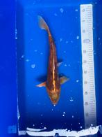 Koi 40cm, Dieren en Toebehoren, Vissen | Vijvervissen, Karper of Koi