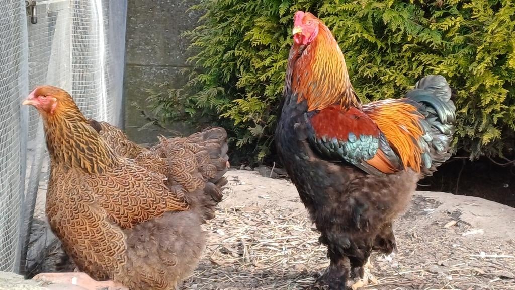 Oeufs GD brahma PMD (7340)