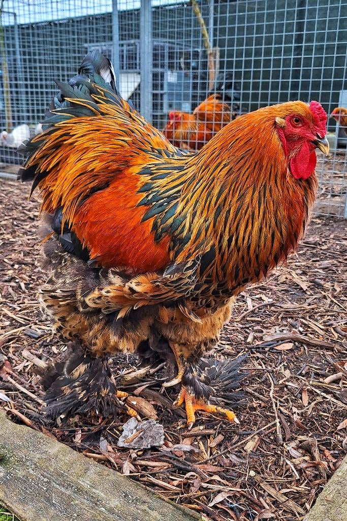 Brahma berk haan, Kip