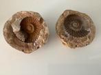 AMMONITE en pierre, Collections, Enlèvement, Fossile