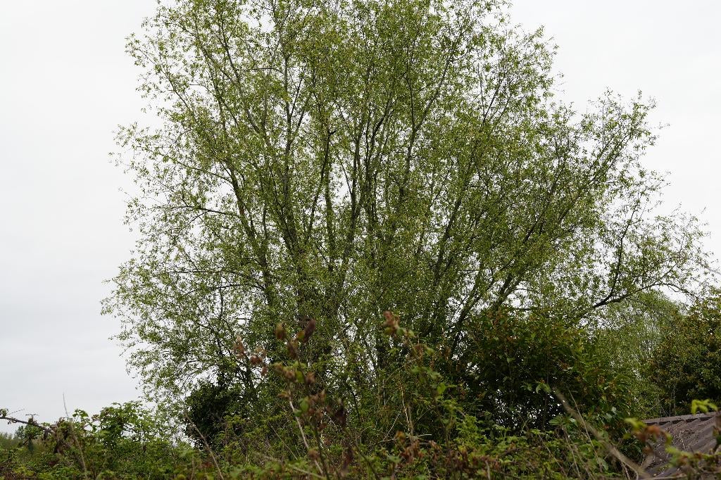 knotwilgen kappen, Ophalen