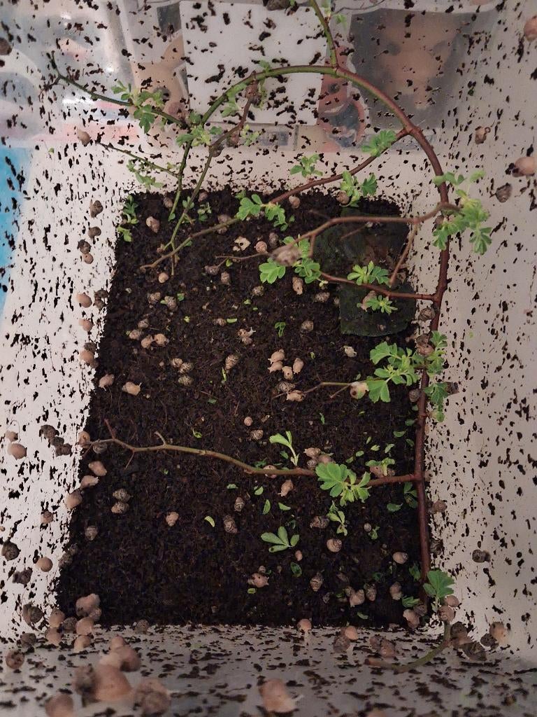 Baby agaatslakken, Dieren en Toebehoren, Reptielen en Amfibieën