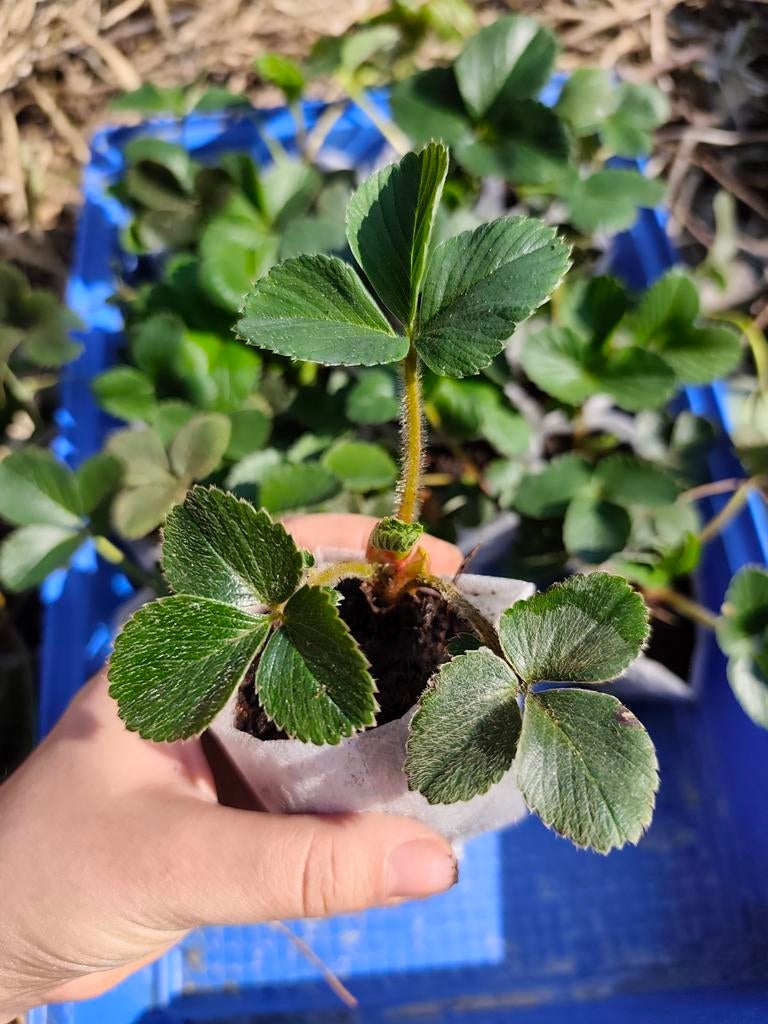 Aardbei Planten, Tuin en Terras, Ophalen