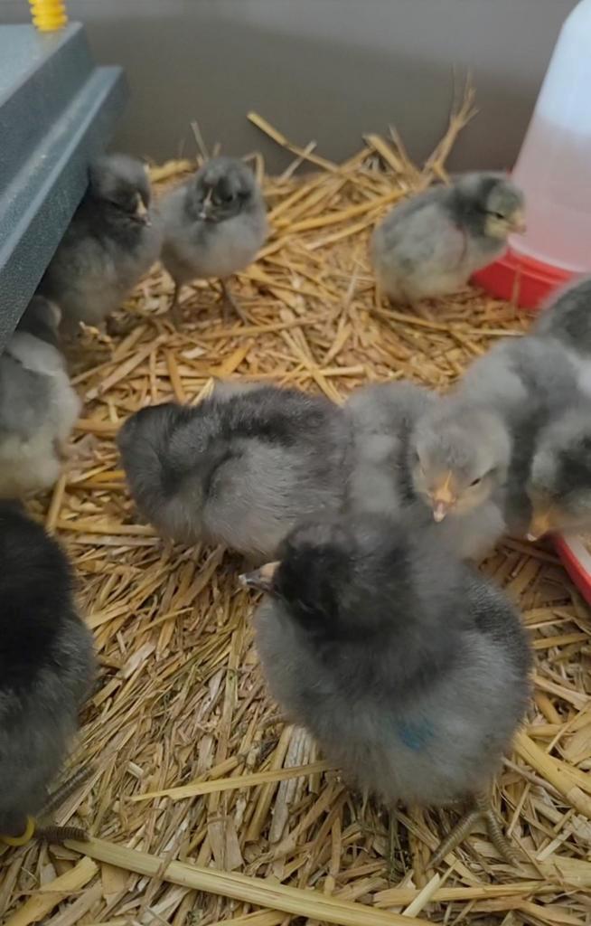 Broedeieren Brabants hoen, Animaux & Accessoires, Volatiles, Poule ou poulet, Sexe inconnu