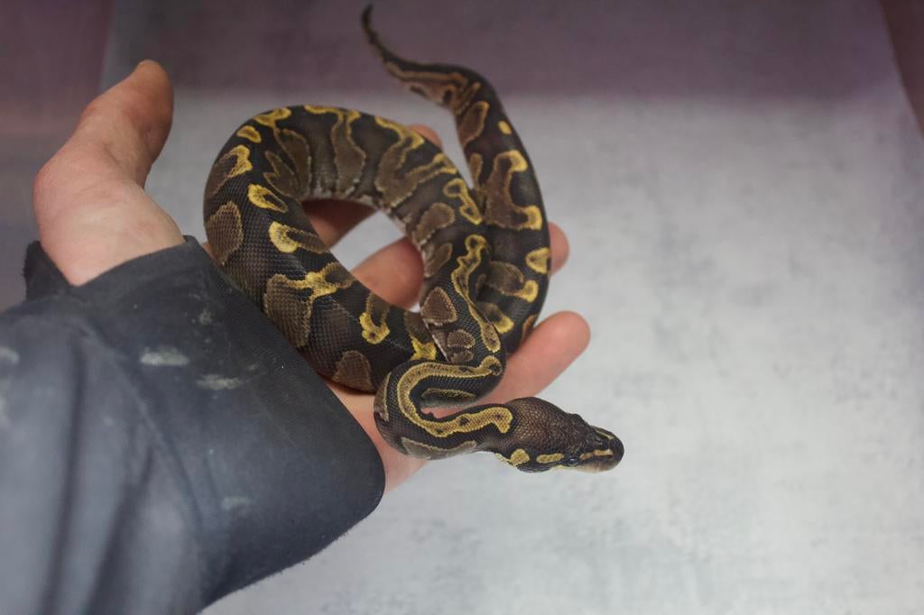 0.1 GHI / Phantom / Black Head juvénile, Animaux & Accessoires, Serpent, Domestique, 0 à 2 ans