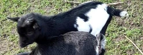 Chèvres, agneaux, chèvres et mieke