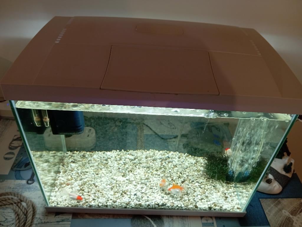 Aquarium, Animaux & Accessoires, Poissons | Aquariums & Accessoires, Comme neuf, Aquarium d'eau douce rempli, Pompe, Chauffage