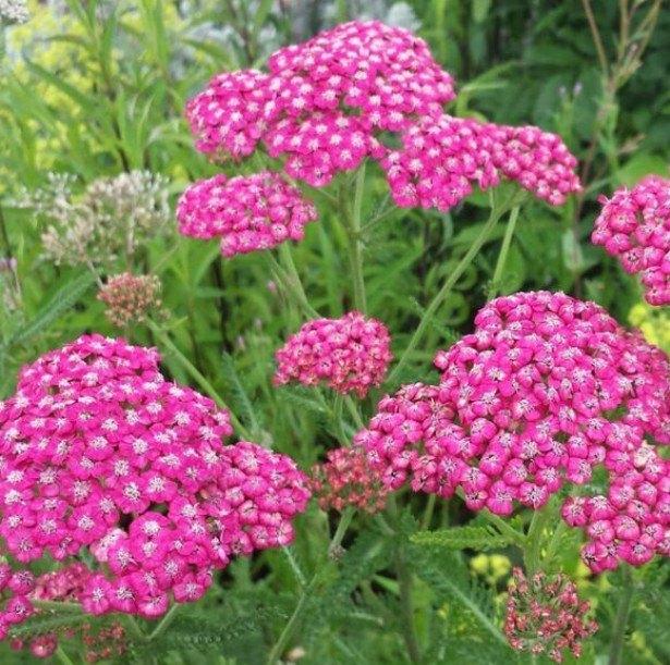 Achillea 'Cerise queen', Jardin & Terrasse, Plantes | Jardin, Plante fixe, Plein soleil, Été, Enlèvement