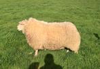 Zware schapenram te koop, Mâle, Mouton, 0 à 2 ans