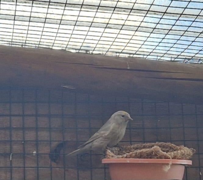 Barmsijzen, Dieren en Toebehoren, Wildzangvogel