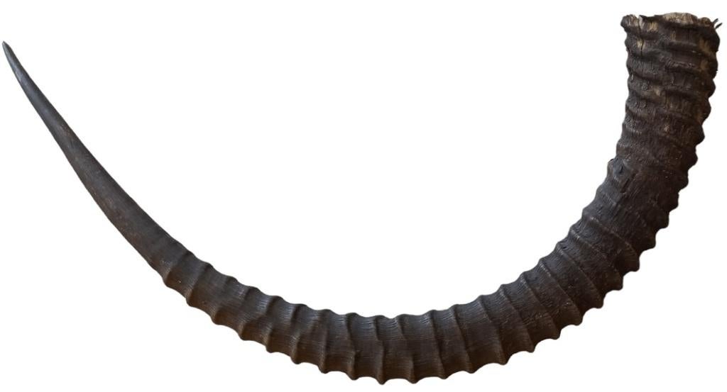 grote oude dierenhoorn. 75 cm lang., Ophalen