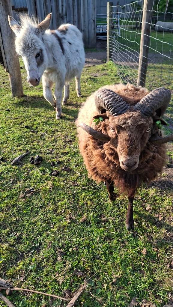 Ouessant ram met stamboom