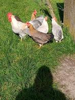 Leghorn, Dieren en Toebehoren, Meerdere dieren, Kip