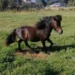 TE KOOP/RUIL, Dieren en Toebehoren, Paarden, M