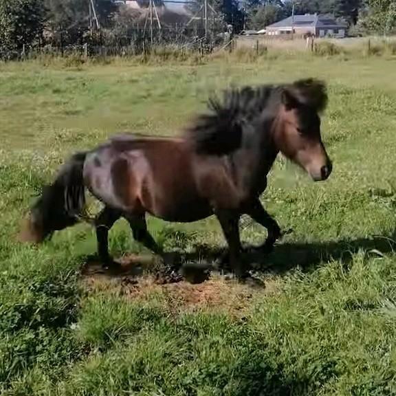 TE KOOP/RUIL, Dieren en Toebehoren, Paarden, M