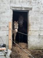 Verzorging tijdens vakantie, Dieren en Toebehoren, Paarden