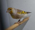 Kruising distelvink met kanarie, Dieren en Toebehoren, Mannelijk, Bastaard